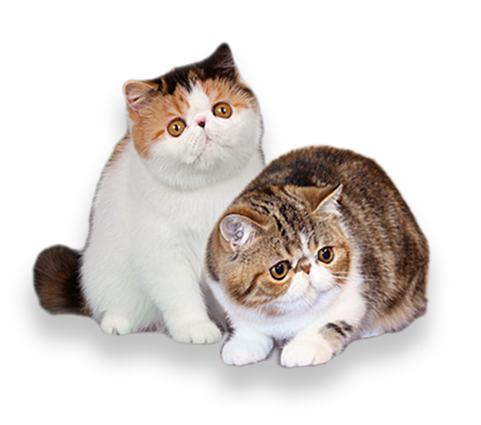 Purfurvid Exotic Shorthair Cats and Persian Cats