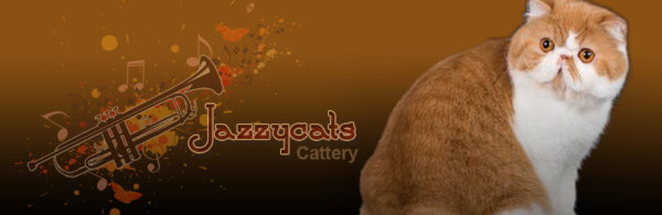 JazzyCat Exotics Cattery