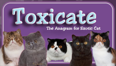 Toxicate Cattery