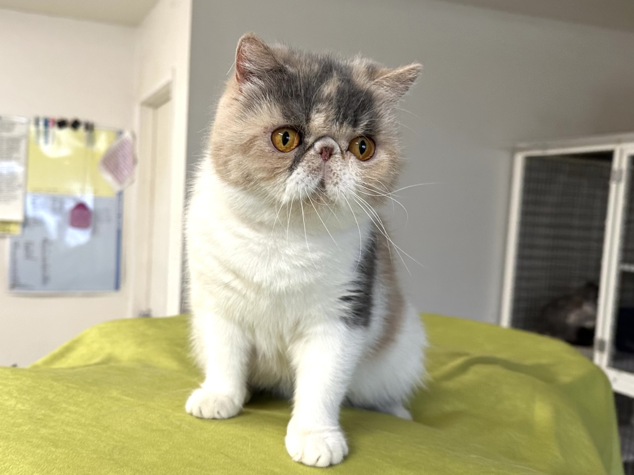 Dilute Calico Exotic Shorthair Cat